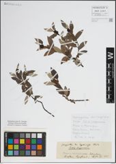 Foto von Salix lapponum L.